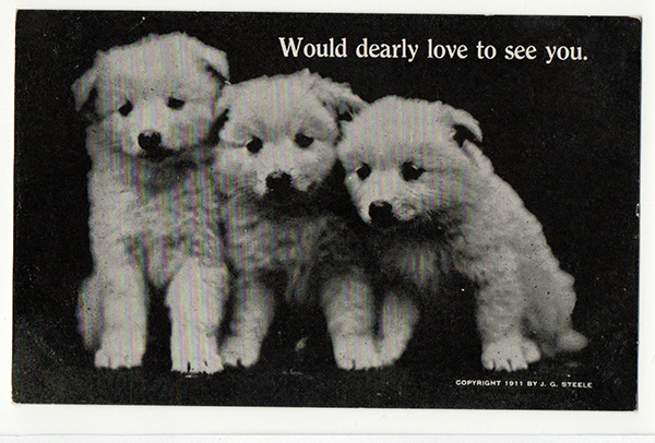 three puppies on a postcard